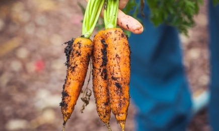 Хитрий трюк, з яким моркву не доведеться проріджувати: знадобиться звичайна пляшка