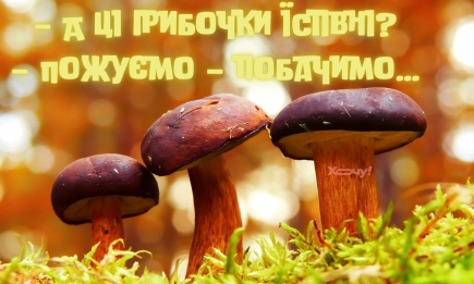 Все грибы съедобны, просто некоторые — только один раз: приколы, шутки и мемы о грибах