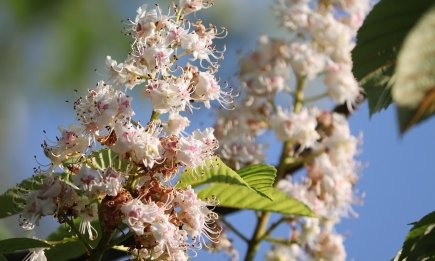 Приснились каштаны? Это может кардинально изменить вашу жизнь