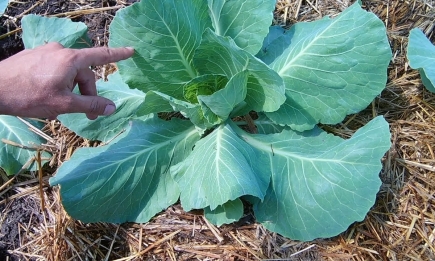Можна втратити весь урожай: після яких овочів заборонено садити капусту