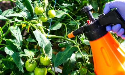 Чим врятувати помідори, якщо постійно йдуть дощі: захистіть врожай від фітофтори
