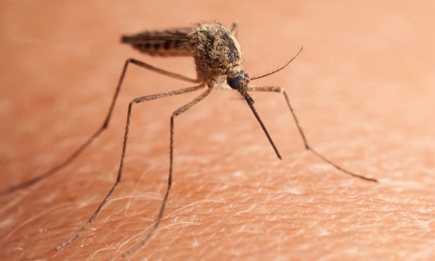 Як захиститися від комарів: 5 народних засобів, про які ви могли не знати