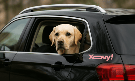 Як зробити подорож з улюбленцем комфортною: 5 порад від експертів