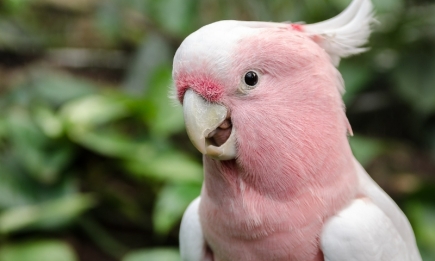 Дзвінкі та яскраві: світлини папуг, які не залишать нікого байдужими (ФОТО)