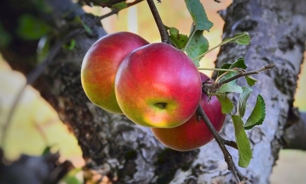 Не забудьте про яблуню: чим обробити дерево просто зараз