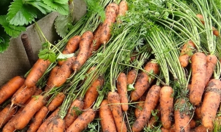 Когда собирать морковь: правила выкапывания и хранения