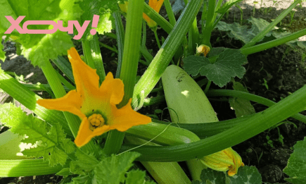 В конце августа "химию" лить запрещено: чем подкормить кабачки, чтобы плодоносили до заморозков