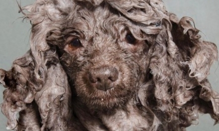 Забавные животные: Софи Гаманд сделала фотосессию мокрых собак