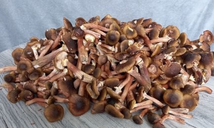 Обязательно сделайте это с опятами: как на самом деле их подготовить