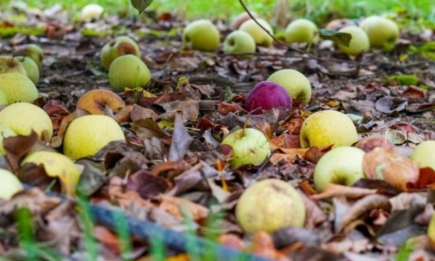 Мало кто знает: можно ли на самом деле класть яблоки в компост
