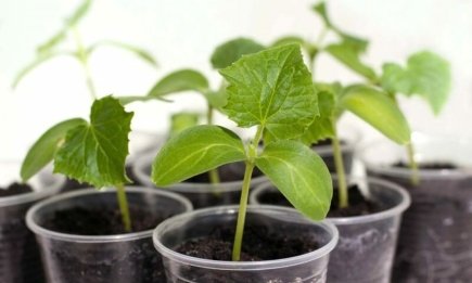 Если рассада желтеет – это тревожный сигнал: копеечная подкормка, которая вернет ее к жизни