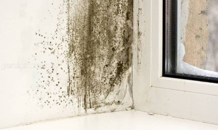 Плесень в комнатах и температура воздуха: на сколько нужно прогревать дом?