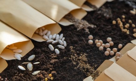 Не у воді: у чому замочити насіння, щоб проростало як за помахом чарівної палички