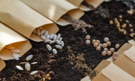 Повна шпаргалка для дачників: яке насіння потрібно замочувати (ВІДЕО)