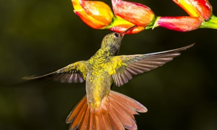 Имеют раздвоенный язык и часто меняют партнеров: новые факты о колибри