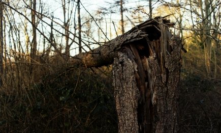 Повалені гілки біля дороги: чи можна забирати їх на дрова у 2026 році