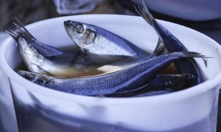 Как спасти пересоленную сельдь: простая хитрость сделает рыбку снова вкусной