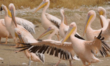 В Крыму поселились розовые пеликаны