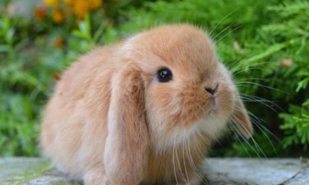 Міжнародний день кролика 2023: історія свята і кумедні світлини