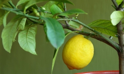 Дерево з кісточки: як виростити лимон у горщику на підвіконні