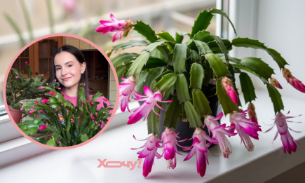 Делайте с декабристом это – и он будет цвести каждый год: одно простое действие (ВИДЕО)