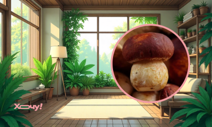 “Суперфуд” для кімнатних рослин: що таке грибна вода і як її використати