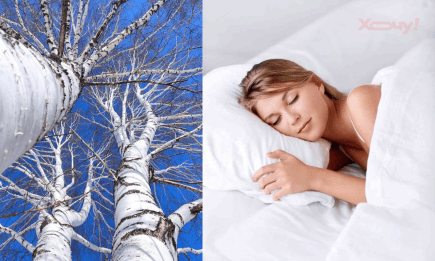 Обнимали березу во сне? Вот что знаменует такое сновидение для мужчины и женщины по сонникам Ванги, Нострадамуса и других прорицателей