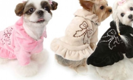 Модные пальто и шубы для собак: что, где, почем