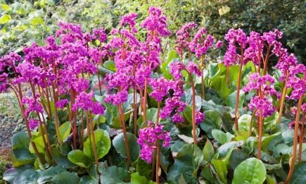 ТОП-3 незвичні рослини, які не заберуть у вас час, але будуть роками радувати цвітом