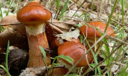 Вырастить маслят в собственном саду вполне реально: как это сделать