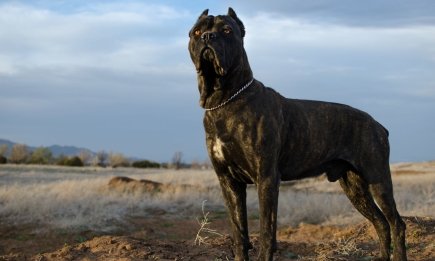 Им легко сломать психику, перегнув с "воспитанием": как выглядят кане-корсо (ФОТО)