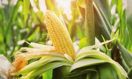 Зерна просто сгниют в земле: важная деталь для выращивания кукурузы