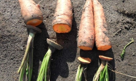 Як правильно обрізати хвостик у моркви: забираємо тільки зелень чи ріжемо по овочу?