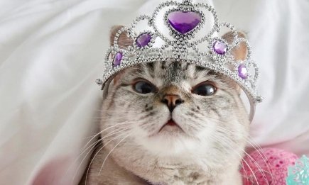 Охотится на ноги и ворует еду: 5 забавных признаков того, что ваш кот считает себя главным в доме