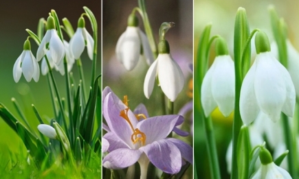 День подснежника: подборка самых красивых кадров этих весенних цветов