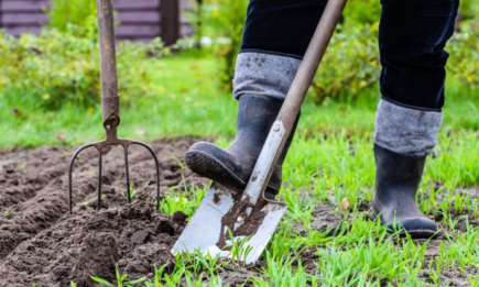 Що роблять у травні досвідчені садівники: тонкощі догляду за деревами