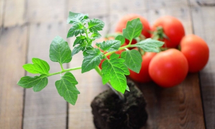 У чому краще вирощувати розсаду томатів: в ящиках чи окремих стаканчиках?