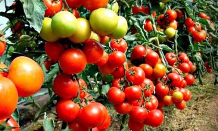 Чем подкормить томаты в августе: плоды будут сладкими и большими