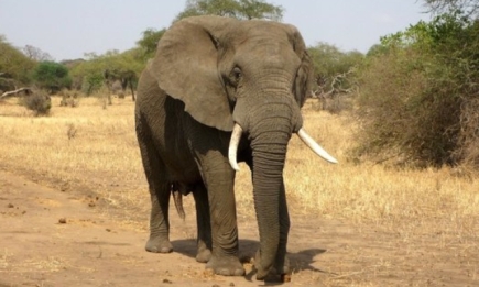 Певица Шер помогла найти дом "самому одинокому слону в мире"