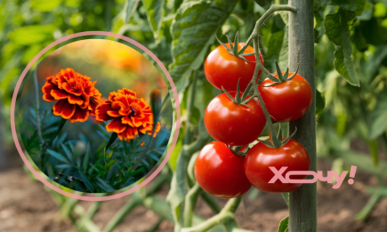 Чи можна садити чорнобривці біля помідорів? Мало хто зможе дати правильну відповідь