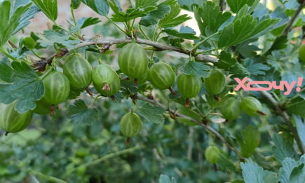 Що садити поруч з аґрусом, щоб не хворів і були величезні ягоди: добрі сусіди сприяють гарному врожаю