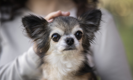 Меньшие - более живучие: ветеринары объяснили, что влияет на продолжительность жизни собак