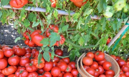 Бюджетний трюк: проста дешева крупа збільшить ваш урожай помідорів в рази