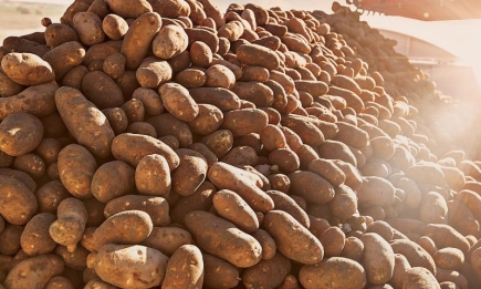 Что надо сделать, чтобы картофель долежал до следующего сезона: правила закладки урожая на длительное хранение