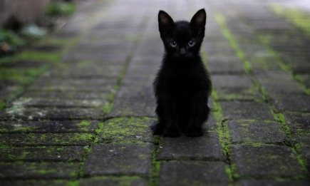 День кота в Європі: наймиліші світлини котиків-муркотиків (ФОТО)