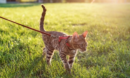 Почему нужно выгуливать котиков и как это делать, чтобы любимец не сбежал куда глаза глядят