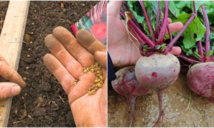 В марте осталось всего 5 дней, чтобы посеять свеклу: лучшие даты