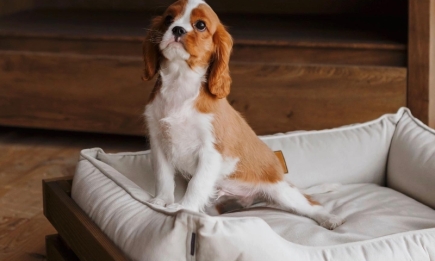 Подмоченная репутация: 6 причин, почему ваш пес может мочиться в постель