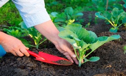 Як уникнути помилок при пересаджуванні розсади: важливі поради, з якими ви не втратите врожай