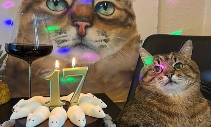 Вот так котоювилей! Любимцу миллионов - коту Степану - исполнилось 17